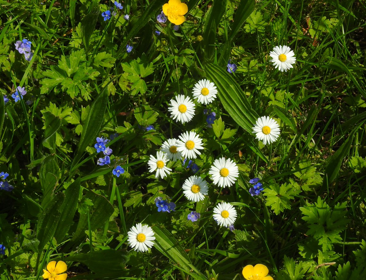 Daisies, speedwell and buttercups today