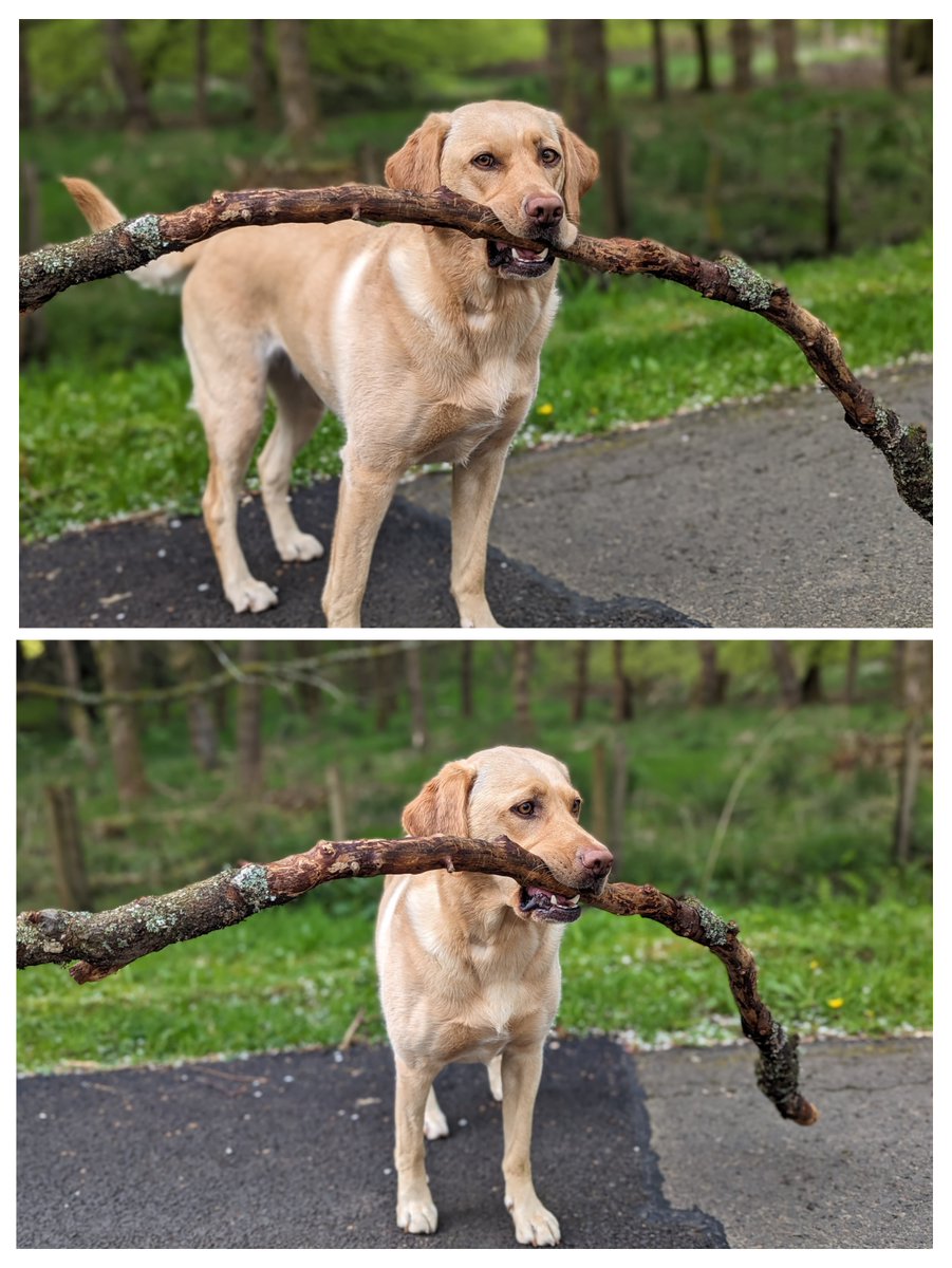 Looks like she's 'sticking' to her dreams of being a tightrope walker. My girl has balance… Jeez I'm so sorry. I'll get my coat. #dogsoftwitter #dogs #dog #labrador