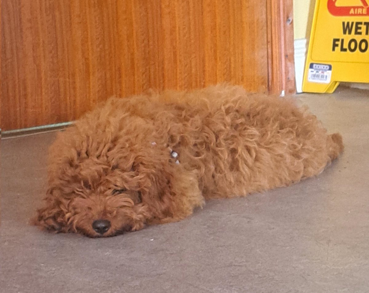 WestLKforoige's tweet photo. We had a special visitor day at the youth centre. We got to hang out with Theo the newest addition to one of the Foròige Creative Learning and Digital Hub members family. @Foroige

#petcare #weloveourpets #youthwork2024 #westlimerick102 #NewcastleWest #foroige #Limerick https://t.co/7ZBufpU6o6