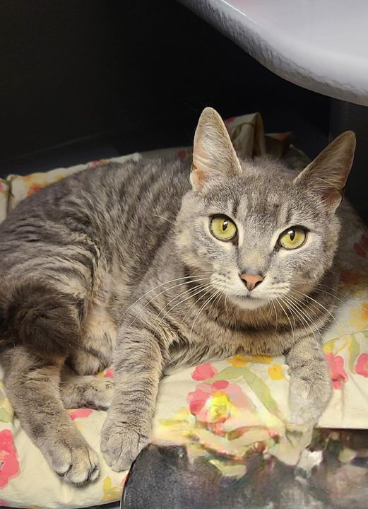 Welcome Cher! Cher is a 1 year old female . She was voted Best Eyes by her volunteer friends! She had a litter of kittens that are finding their homes now she needs a home too. Super sweet and loves to be held and cuddled. If interested please fill out an application at