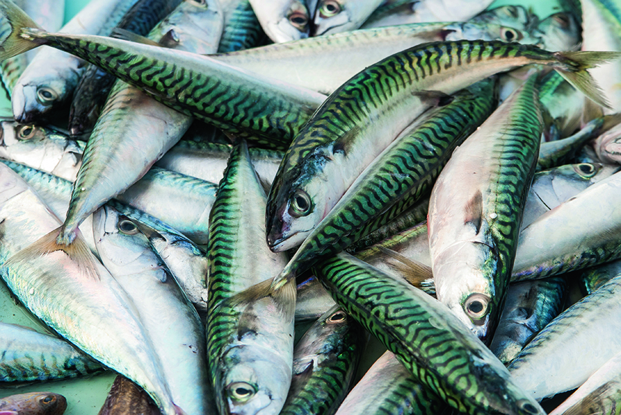 Rapid tests on fish and shellfish for fat, oil, moisture, protein & aqueous salt ensures brand protection and efficient processing. Learn more about keeping consistent high standards with FOSS NIR analysis fossanalytics.com/en/industrypag… #fishprocessing #seafood #analysis #qualitycontrol