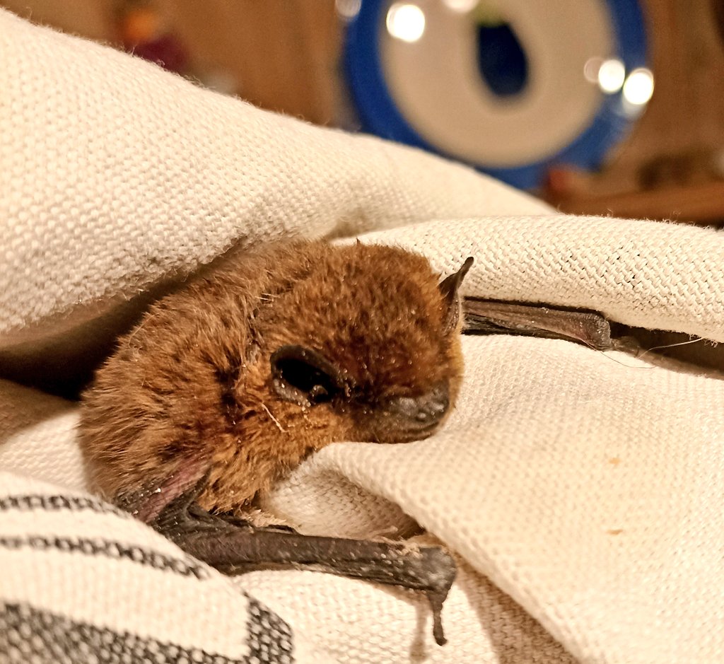 Another little pipistrelle, this one alive but again no sign of injury, just grounded. I've given him a drink & will see if he'll fly at dusk.