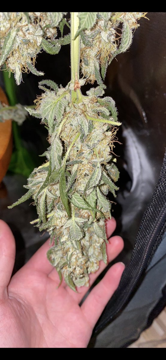 Special Queen von RQS  hängt auch seit 5 Tagen