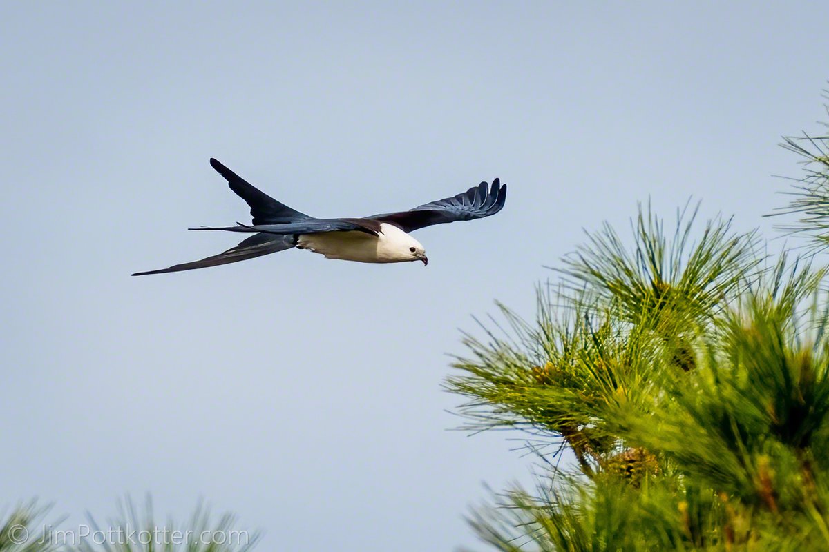 Swallow-tailed Kites glide from one updraft to another, following invisible paths above. Using their impressive tails for sharp turns, they catch and eat insects mid-air, often snatching dragonflies from the sky. #naturephotography #birds