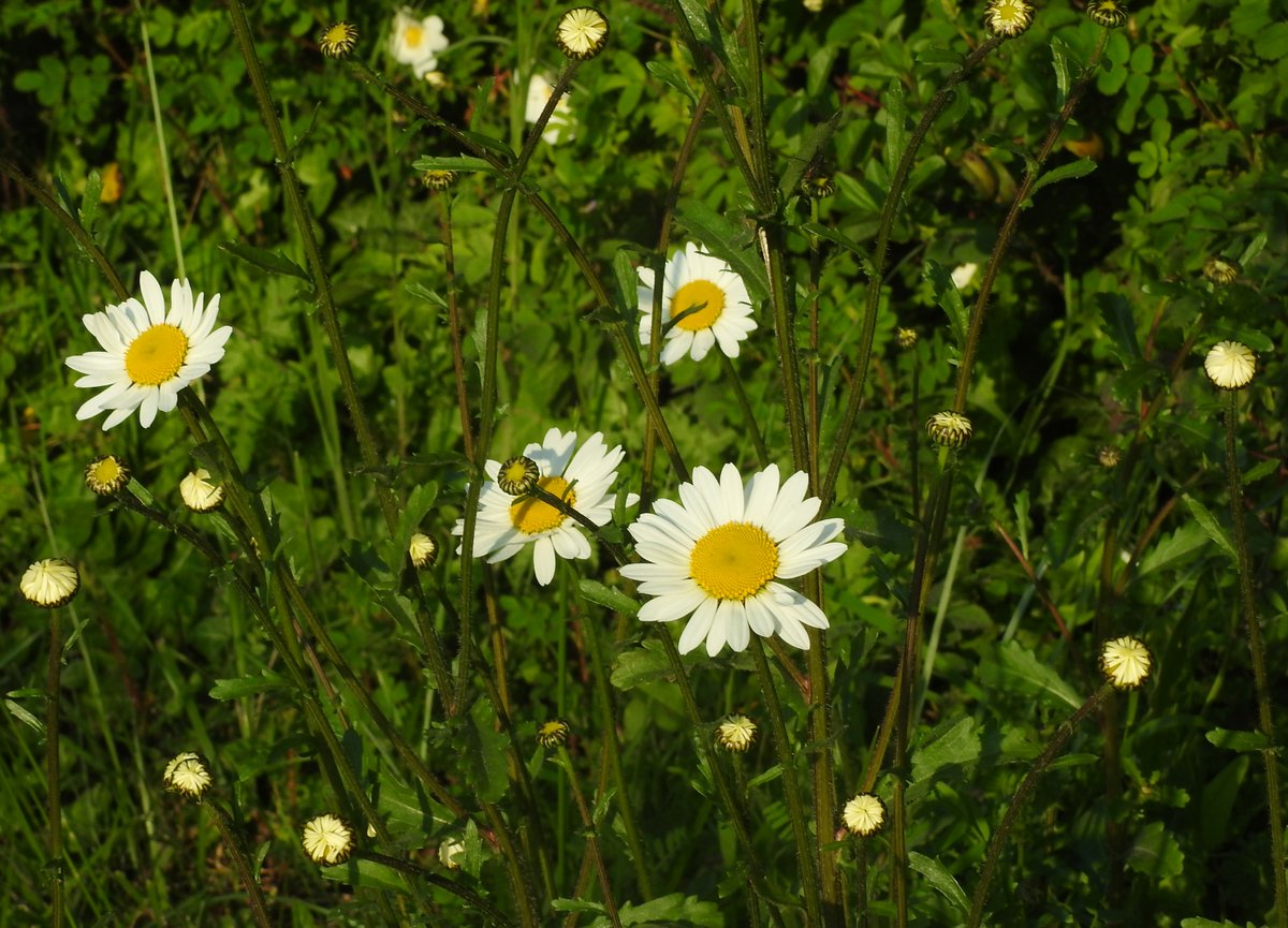 Oxeye daisies this morning