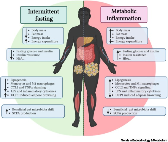 El ayuno intermitente mejora la flexibilidad metabólica, reduce la inflamación en obesidad y diabetes T2, afecta el uso de sustratos mejorando el metabolismo de la glucosa e induce cambios en la microbiota q influyen en la inmunidad y el metabolismo #dieta
doi.org/10.1016/j.tem.…