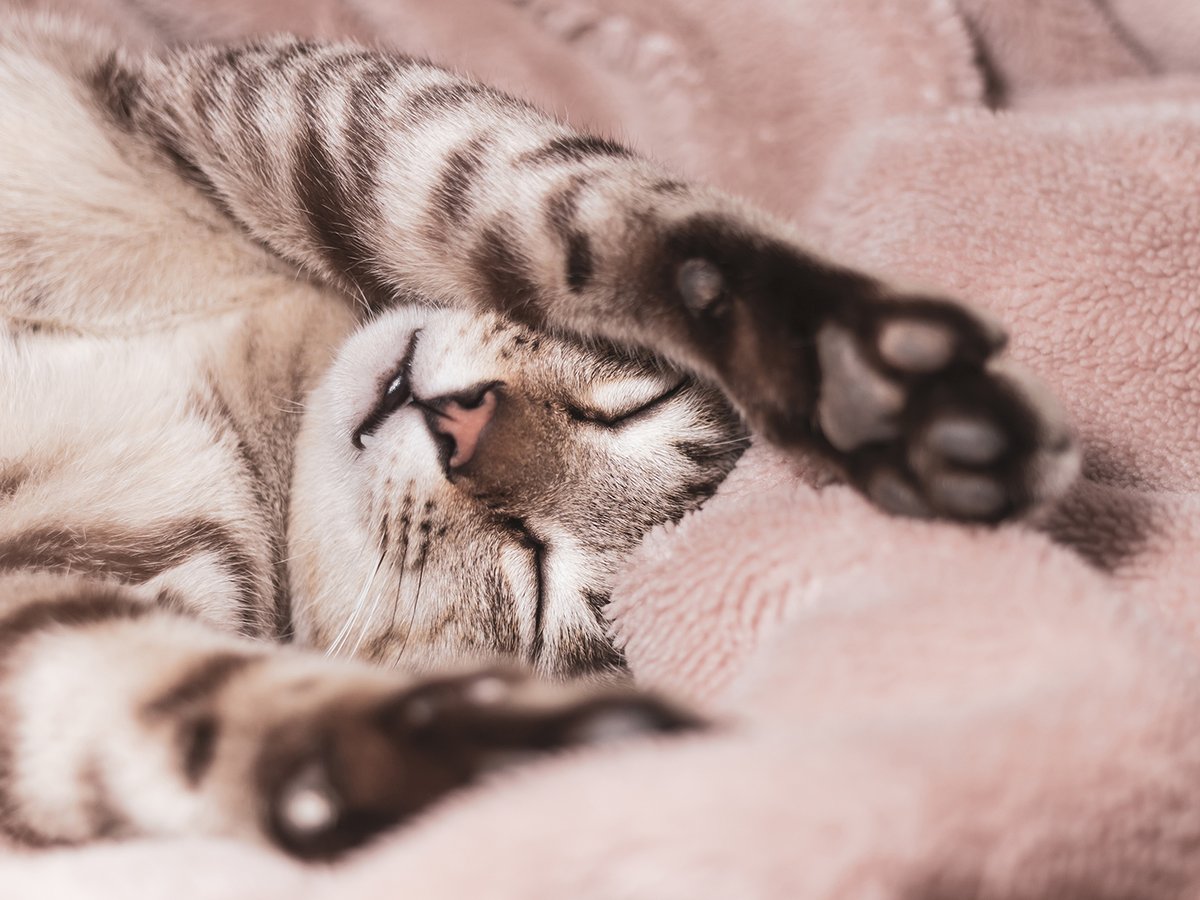 Have you heard of pillow foot? 🐾 This uncommon but serious skin disease causes a cat’s paw pads to become swollen and painful, preventing the cat from engaging in daily activities. #TAMUVetMed Learn more about pillow foot in this week's Pet Talk: vetmed.tamu.edu/news/pet-talk/…