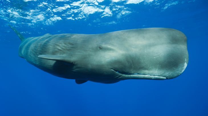 Scientists discover sperm whale ‘phonetic alphabet’ ~ buff.ly/3US37ws