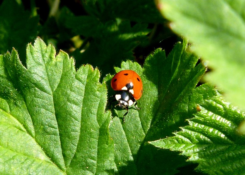 Some decent counts of Ladybird sp at #WyverLaneNR today. Harlequin (various variants) (52), 7-spot (76), 2-spot (39), Cream-spot (3), 14-spot (2), 10-spot (3) @DerwentBirder @Mightychub @CliveAshton5 @DanielCMartin1 @DaNES_Insects #insects @DerbysWildlife