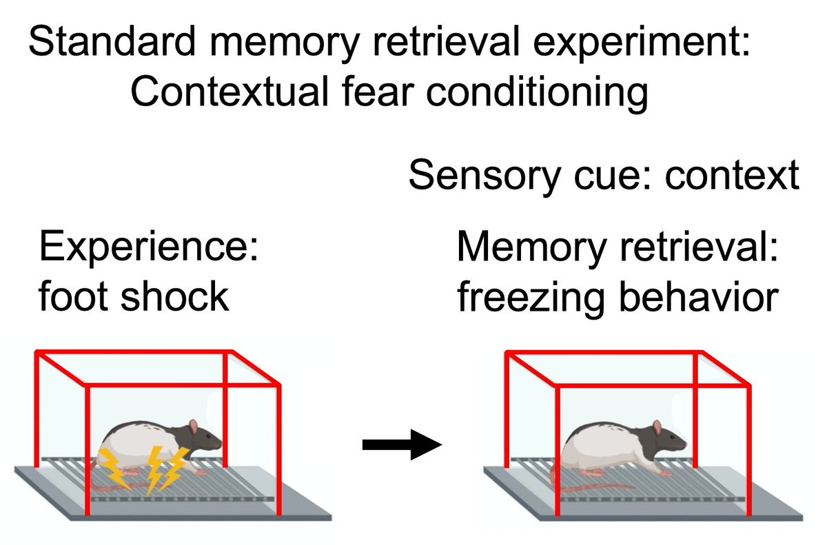 MichaelECoulter's tweet photo. To do this, we needed to isolate neural activity specific to memory retrieval, because most animal models use sensory cues to drive retrieval and measure it by behavior. This makes it hard to separate retrieval-specific neural activity from activity related to other features. https://t.co/5IrSrPHSKv