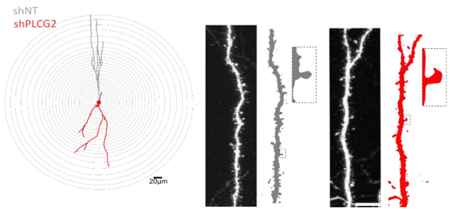 Alzforum tweet media