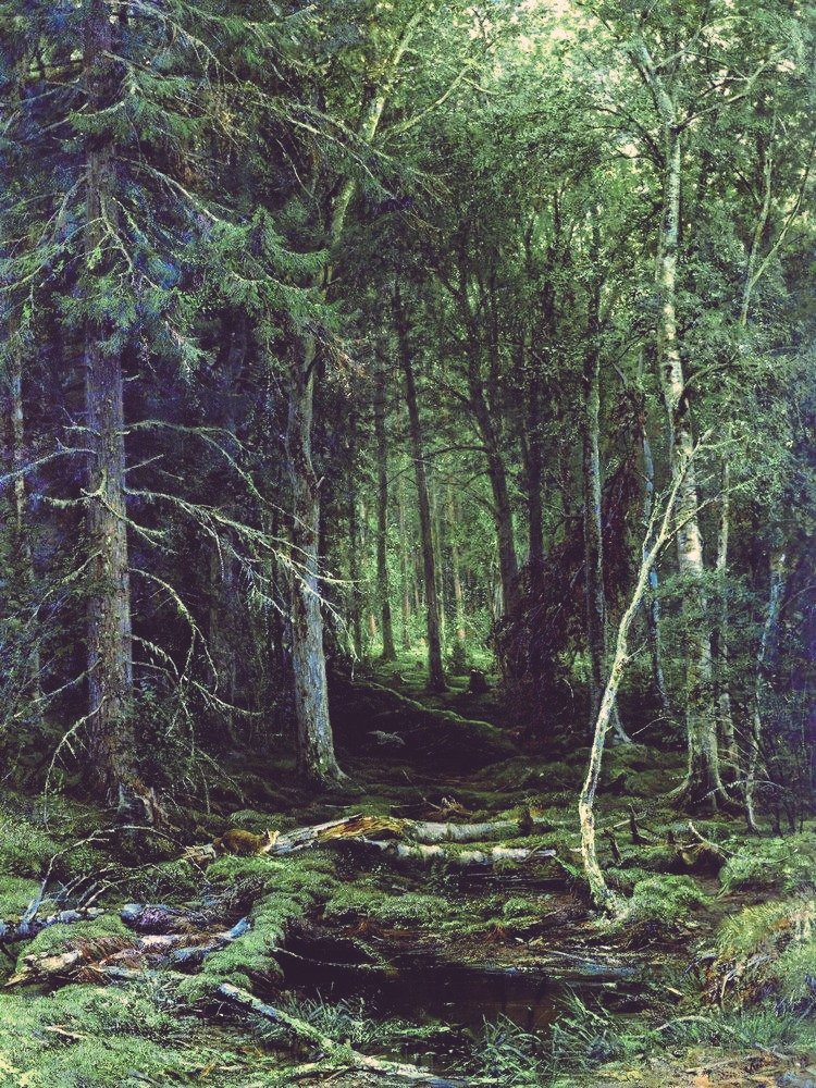 'And into the forest I go to lose my mind and find my soul.' ~ John Muir Backwoods (1872) 🎨 Ivan Shishkin