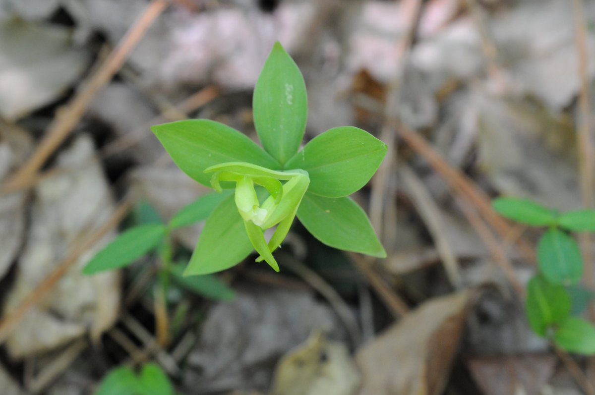 Dr. Whigham helped protect juvenile salmon habitat in Alaska, a mountainous forest reserve in Japan and endangered #orchids throughout North America, like the small-whorled pogonia pictured here.