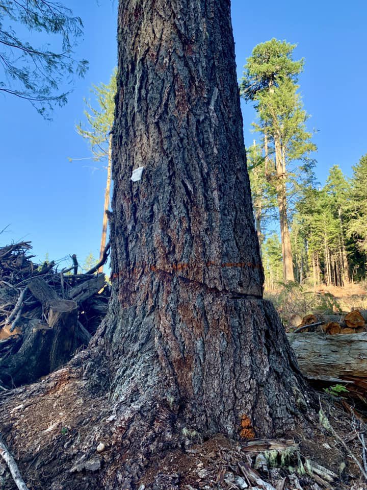 @laketahoevibes @kswild @BLMOregon Yeah. If they do leave it, it ends up being used as a logging anchor & gets damaged anyways like this one on a BLM timber sale