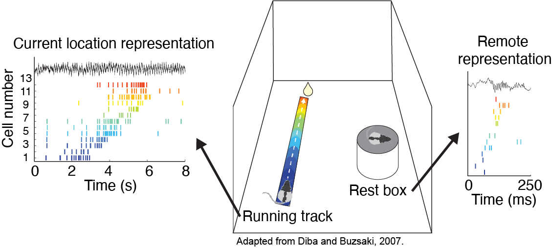 MichaelECoulter's tweet photo. To isolate memory retrieval, we focused on hippocampal “place cells” that can represent an animal’s current location or remote locations that were visited previously. These remote representations are coordinated with activity across brain areas, consistent with memory retrieval. https://t.co/S2yx1eaUaU