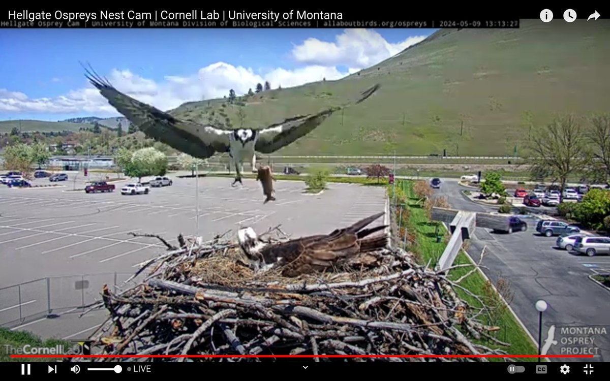 NG is turning out to be such a great mate! 
#Grateful @HellgateOsprey
#CHOW #Osprey #Montana #MontanaOsprey #raptors #birdcams #birds #Persistence