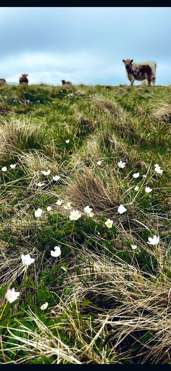 Wood Anemones and Riggit Galloways. It’s the grazing of the cattle that helps to create the space for the flowers to thrive.