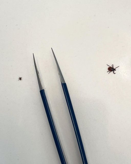 Our Tickborne Disease Prevention Laboratory is looking for local properties to survey for tick research. Learn how you can participate. @ticklab news.wcsu.edu/wcsu-tick-lab-…