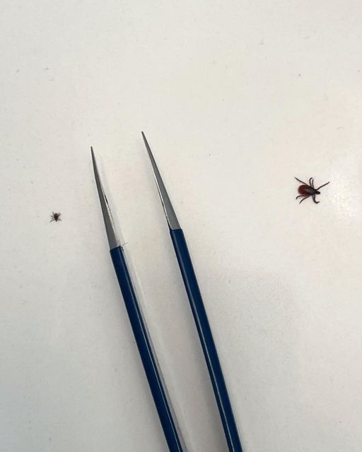 Western Connecticut State University (@westconn) on Twitter photo Our Tickborne Disease Prevention Laboratory is looking for local properties to survey for tick research. Learn how you can participate. <a href="/ticklab/">Neeta Pardanani Connally</a>
news.wcsu.edu/wcsu-tick-lab-… Our Tickborne Disease Prevention Laboratory is looking for local properties to survey for tick research. Learn how you can participate. <a href="/ticklab/">Neeta Pardanani Connally</a>
news.wcsu.edu/wcsu-tick-lab-…