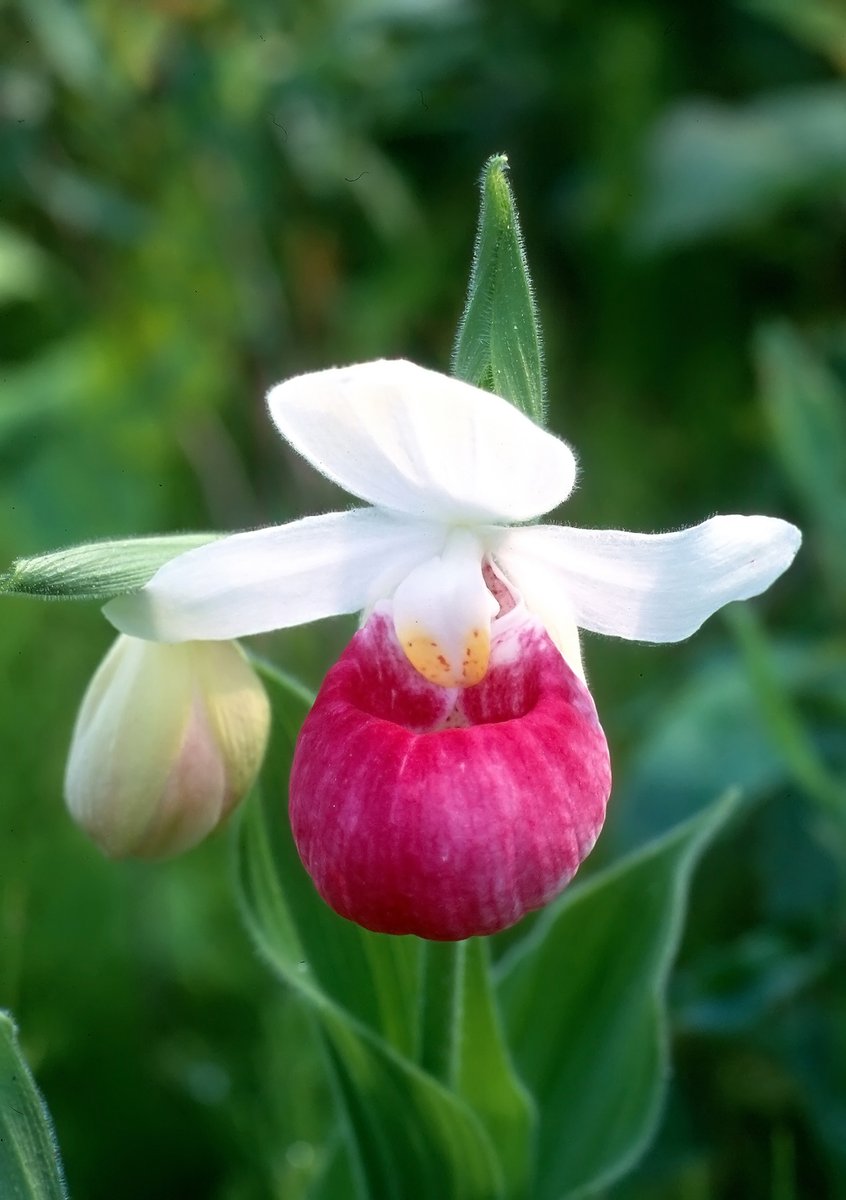 In 2012 Dr. Whigham created the North American Orchid Conservation Center with @USBotanicGarden, to help assure the survival of the continent's 200-plus native orchids, including this majestic queen's lady's slipper. 📸David McAdoo