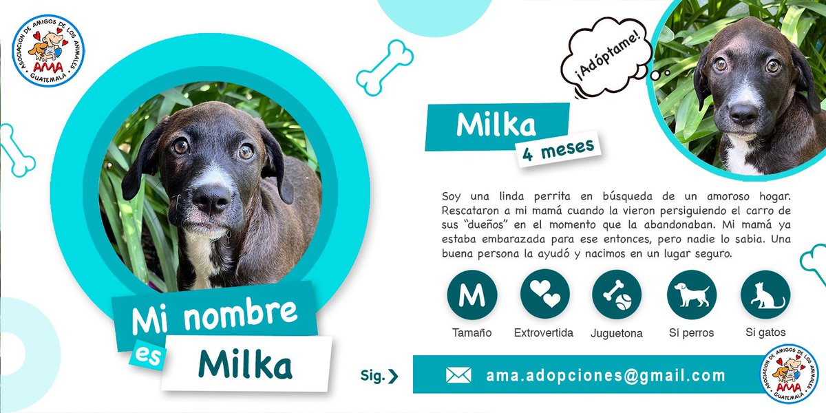 Hola Soy MILKA. Conoce más de mi leyendo la información de la segunda foto. Y para adoptarme, solicita formulario a ama.adopciones@gmail.com 🩷