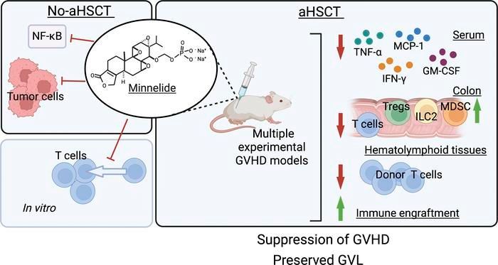 Minnelide suppresses GVHD and enhances survival while maintaining GVT responses: buff.ly/4bw2fDA @SylvesterCancer #Immunology #Transplantation