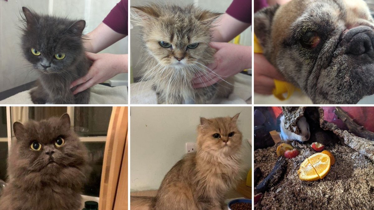 A couple from #NorthYorkshire have been given a five-year ban on keeping animals after the suffering and neglect of two Persian cats, two guinea pigs confined to a vivarium, and a severely ill French bulldog. Read the full prosecution story: bit.ly/4b9TRJS