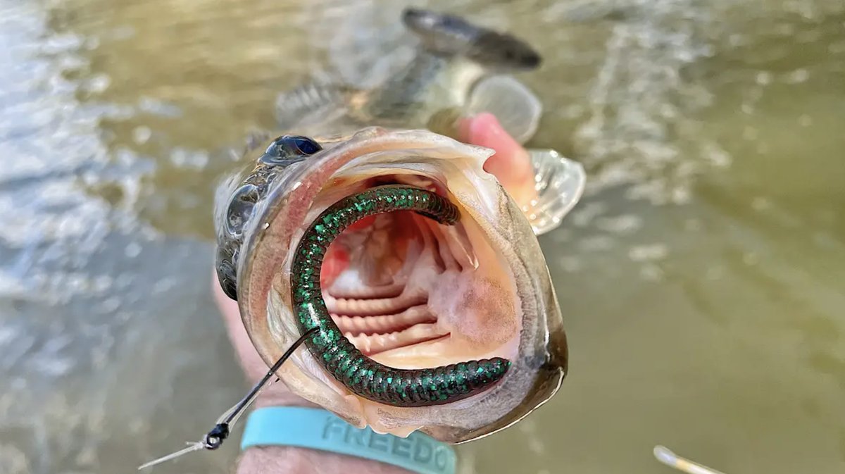 The wacky rig is notoriously one of the best setups for targeting largemouth across the country in the month of May. What is your favorite soft plastic to rig wacky style?
-
-
#bassfishing #wackyrig #fishing #outdoorsmen #largemouthbass #fishinglife #senko #stickbait