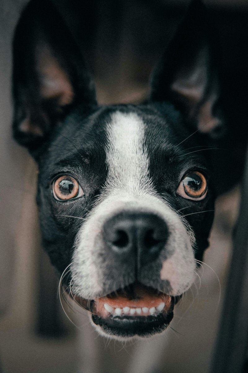 Yo, listen up dawgs! Keep your pooch's grill fresh with dental chews, tooth brushing sessions, and vet check-ups. Ain't no ruff breath when you roll like X!

#bhfyp #ilovemydog #treats #healthydog #lovepuppies #dogtreats #cutedog  #pet #happydog #dogcare #puppybreath #lovedogs