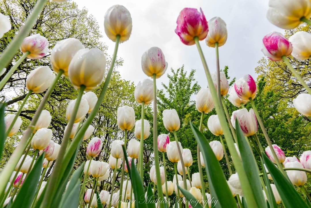 Monica Mathias tweet media