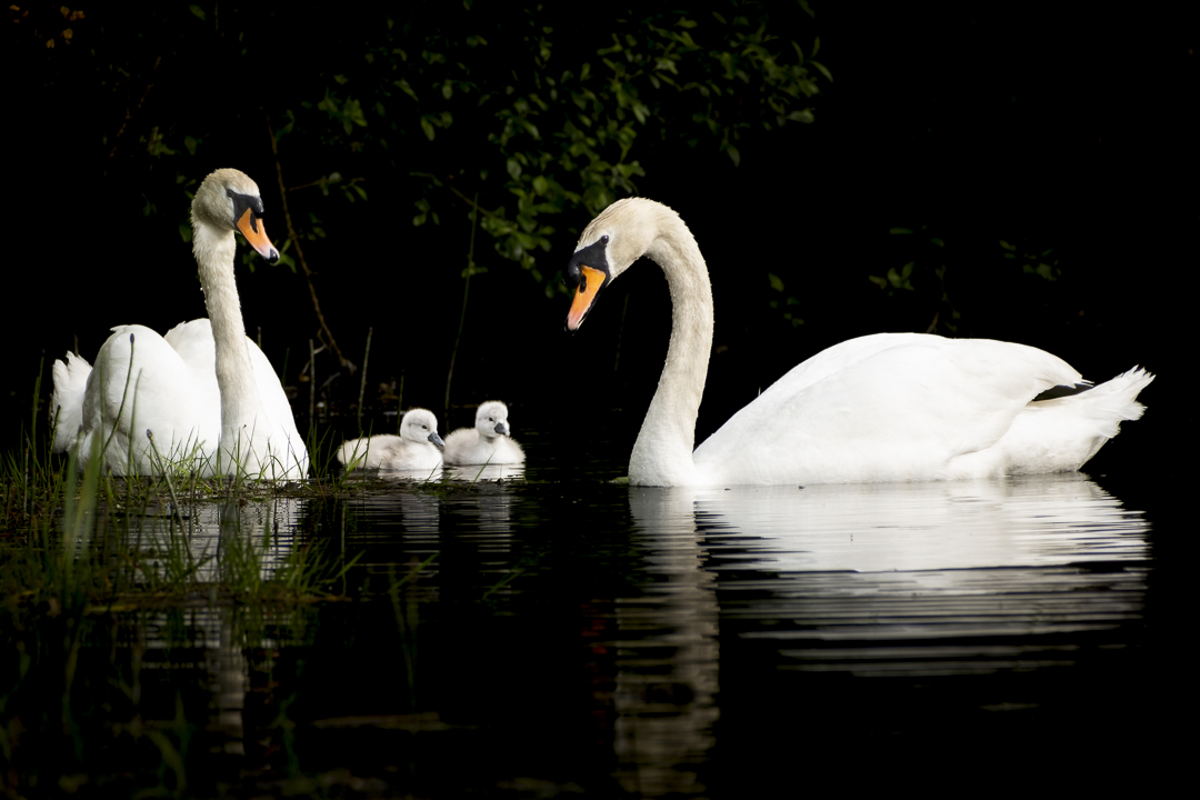 Anne Valley twins. 🦢 #waterford #nature #cygnets