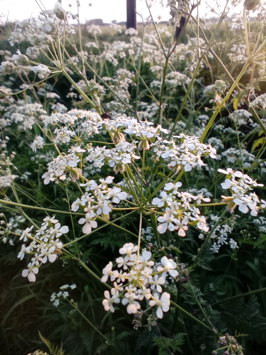 handymelon's tweet photo. Three flowery ones and a view across to the Humber for tonight's Evening Stroll
Lots of buzzing things in the warm air, the white froth of Queen Anne's Lace lining the paths and the roadside
I wish I could photograph the scent of the lilac tree...
#OutForAWalk #eastridingskies https://t.co/coEUT00mPF