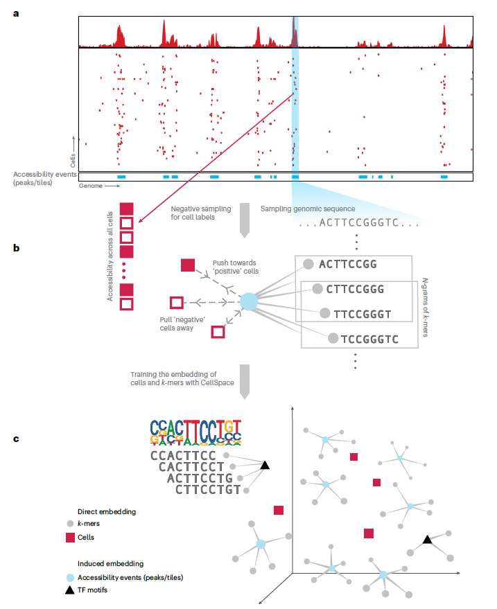 By learning to embed DNA k-mers and cells into a joint space, CellSpace improves single-cell ATAC-seq analysis in multiple tasks such as latent structure discovery, transcription factor activity inference, and batch effect mitigation. nature.com/articles/s4159…