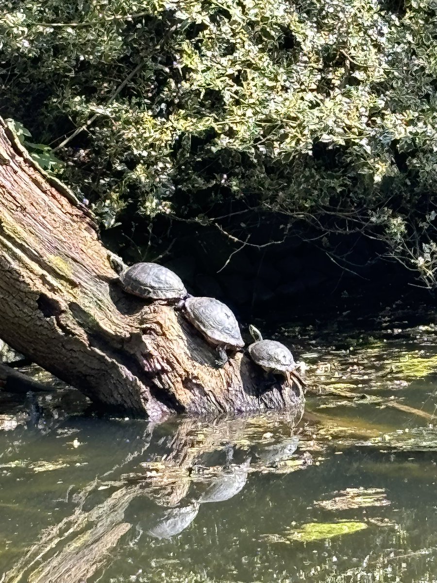 Phillipa Ranson tweet media