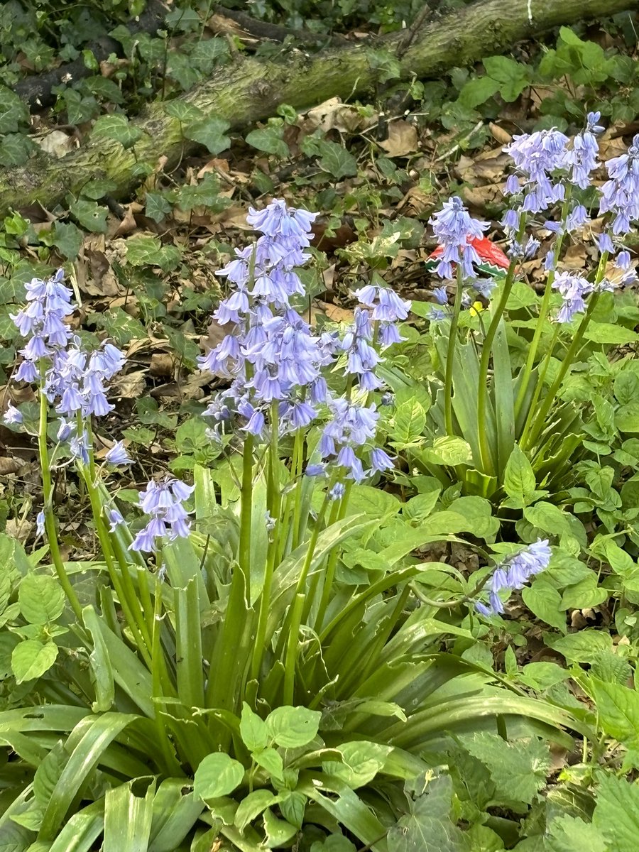 Phillipa Ranson tweet media