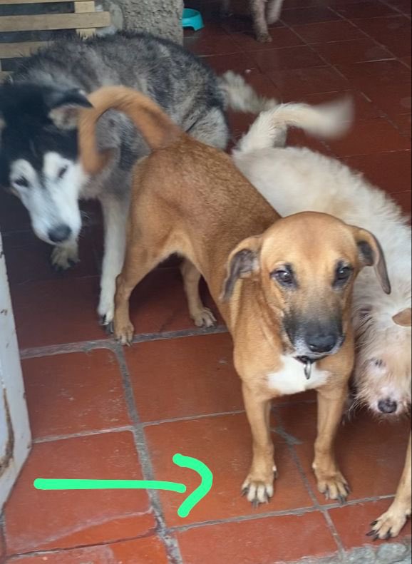 Cómo identificar a azalea

Patita con los deditos blancos , pelo corto , marrón oscura , boca negra con pelitos blancos , mancha blanca en el pecho , gordita y si tocas su pancita es aguadita , bajita pero larga