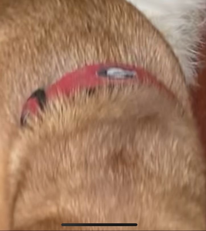 En su collar lleva. la argolla que tenía la plaquita de identificación 

Su collar es rosado con este aplique o dibujo ( no logro recordar en estos momentos ) 

Si la ves retenla , envíame foto y en 5 minutos o menos estaré allí buscándola y dándote la