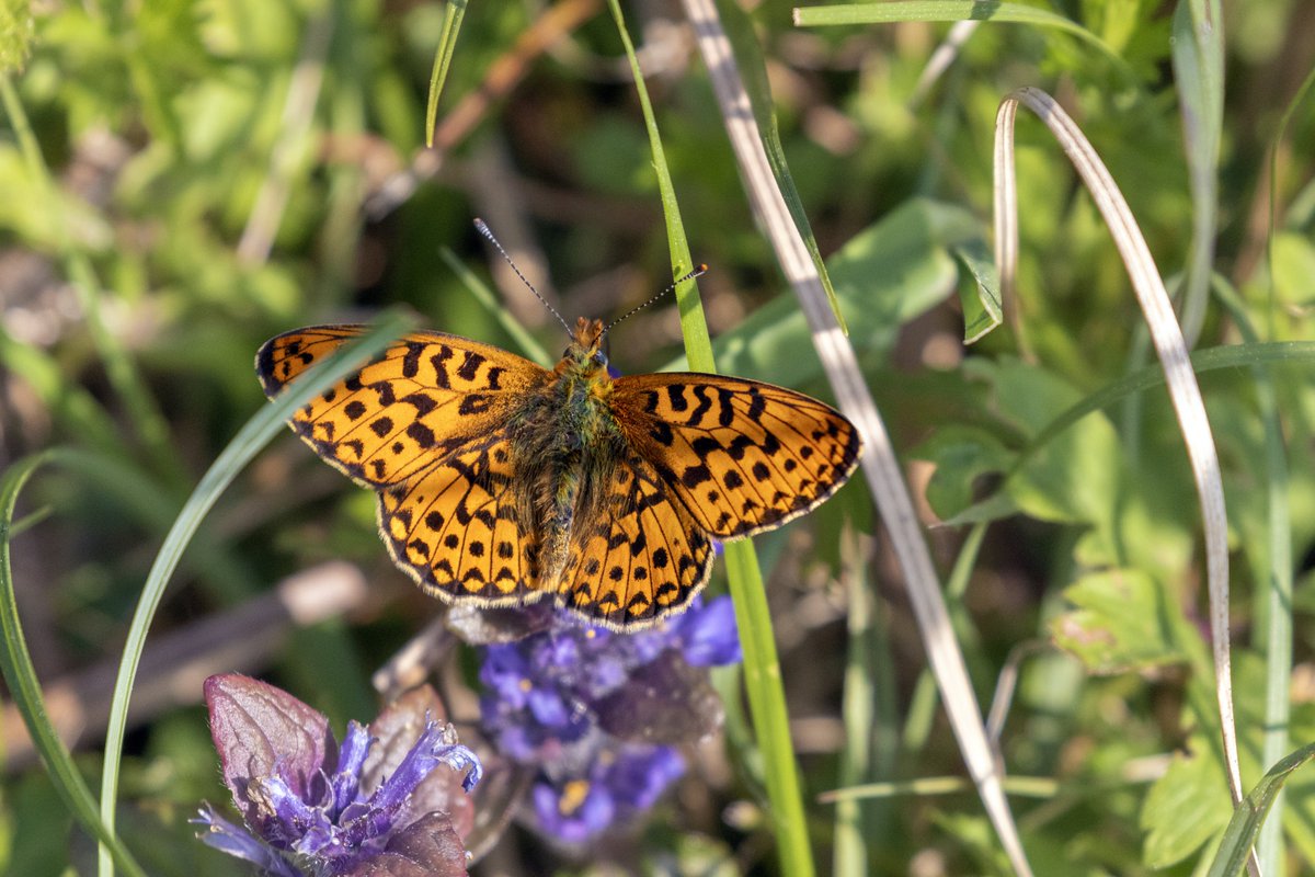 A fresh and spirited Pearl Bordered Fritillary on purple Bugle at Park Farm Heath today @savebutterflies