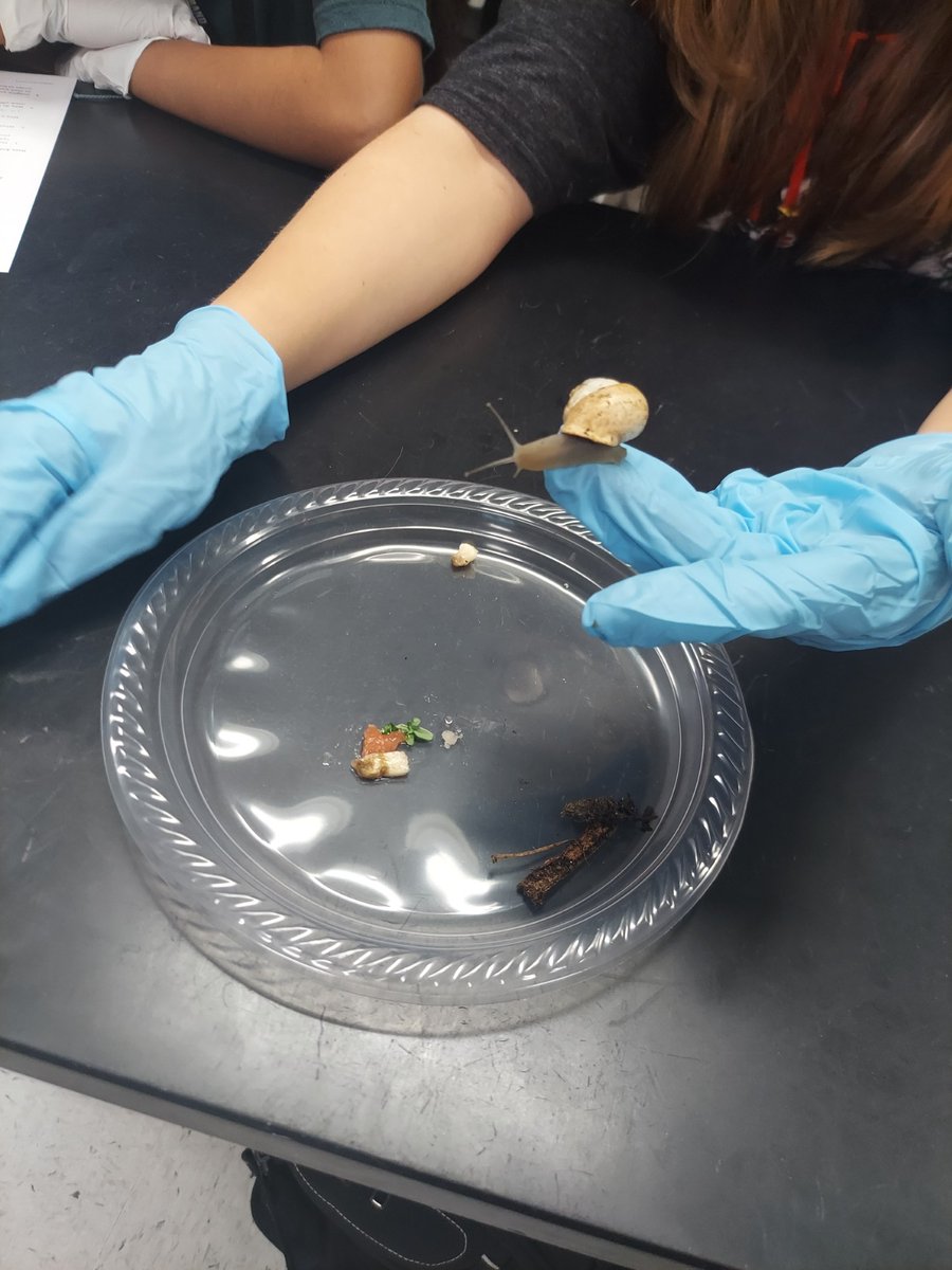 Seventh graders having a blast with their snail lab 🐌