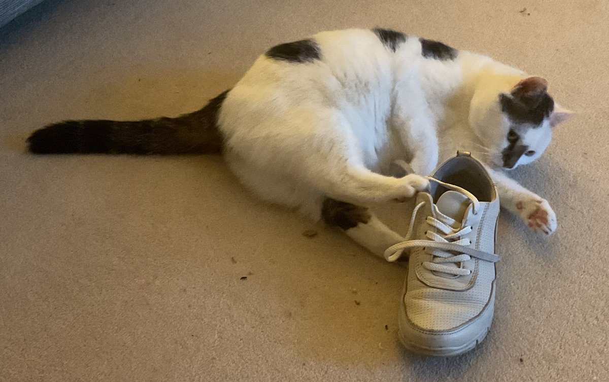I love playing with shoes. I’ve been out enjoying the sunshine but thought I’d let mum see me this evening. #Cat #sunshine #ThursdayMood #shoeslover ☀️☀️☀️👟👟👟😻😻😻