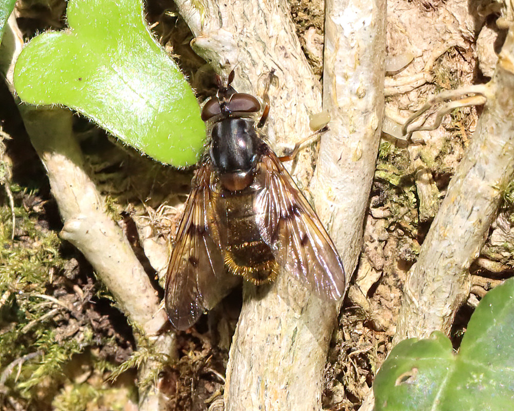 On a roll with new hoverflies! This time a female Ferdinandea cuprea at Needwood Forest. <a href="/StaffsEcology/">Staffs Ecology</a>