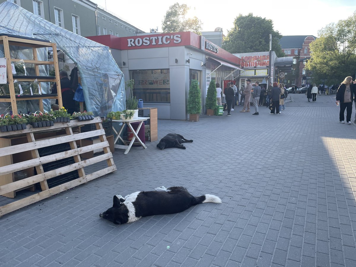 Приехала в Калининград, а тут по всему городу собаки рассыпались… 
Хвостов 5 в радиусе 1км точно нашла, поиском остальных займусь завтра )