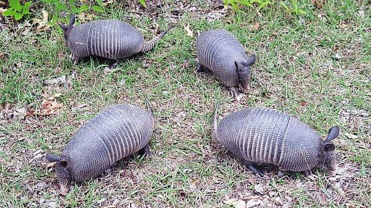 almost all armadillos are born as identical quadruplets

name my band