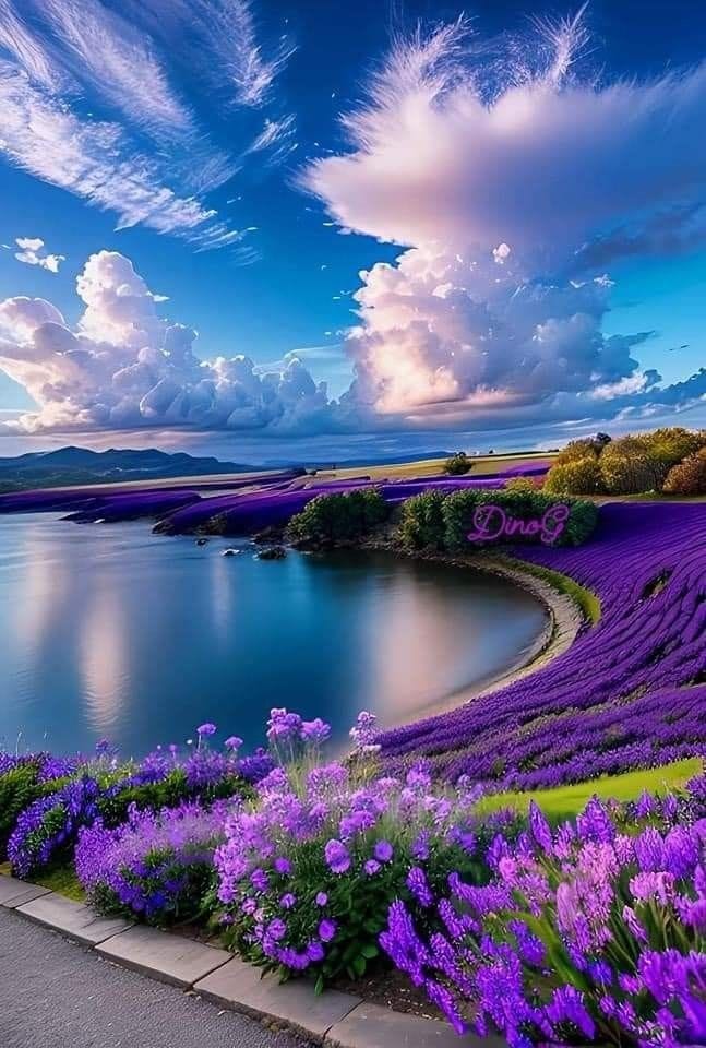 This play of colors from the lavender field is so beautiful