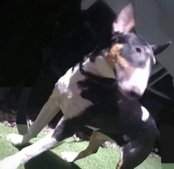 #LOST #DOG LOLA Young Adult #Female #EnglishBullTerrier White Black Brown #Missing from Hinckley Road #Sapcote #LE9 Central Wed 8th May 2024 Ran off from Rosevale Park Seen Entering Fields Opposite Smithy Lane #DogLostUK #Lostdog #ScanMe doglost.co.uk/dog/192099