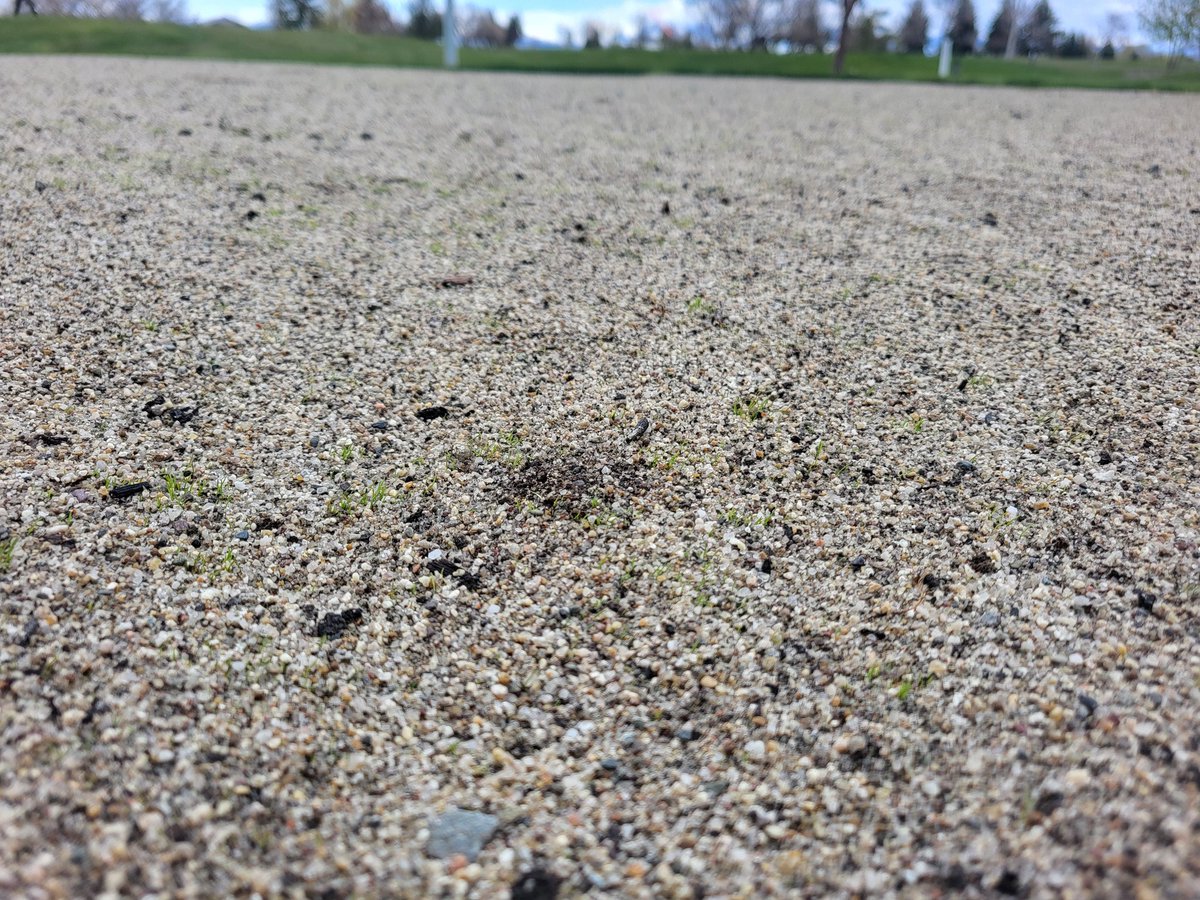 Been cold since we prepped and seeded this area to pure distinction cbg. But it's popping after about 16 days.