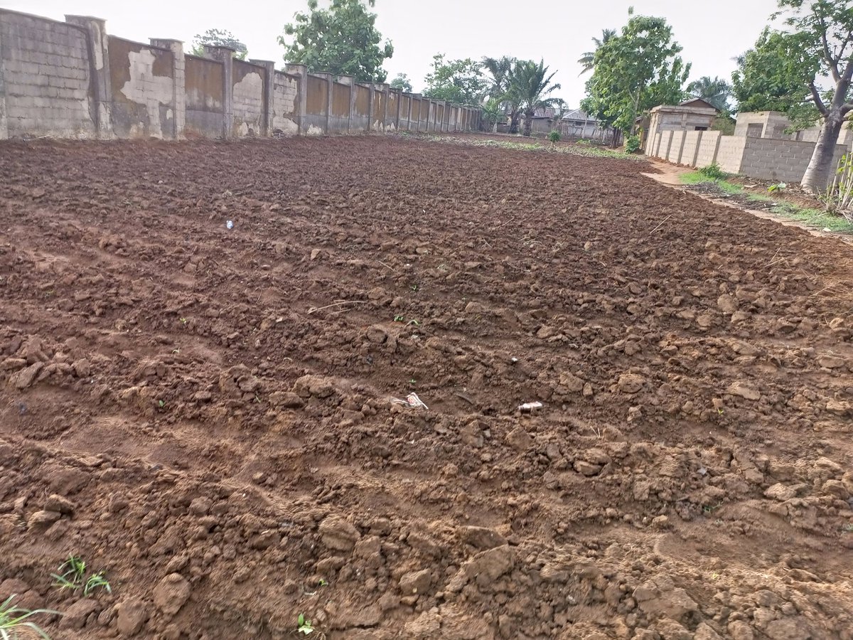 Kaduna soil is blessed and fertile🏞️⛰️🌿🌱..
 Get yourself a farm now and till...
Please learn to do crop rotation so as to improve the soil fertility of the soil...
#agriculture #farming