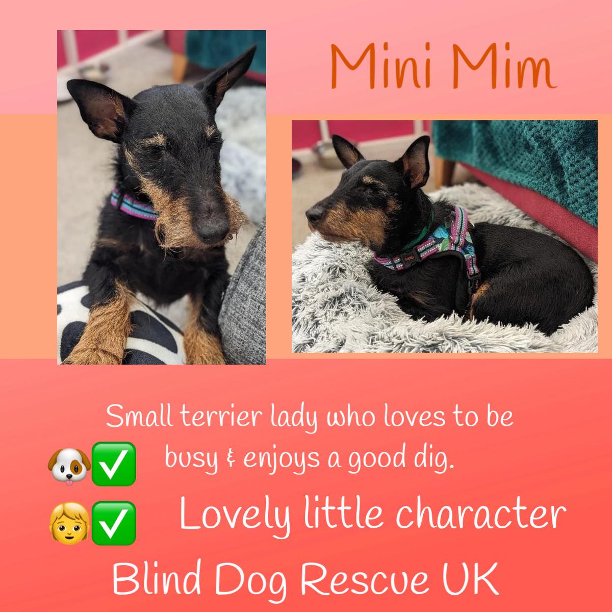 #forgottensoulshour Darling 6yo Mini MIM is a lovely little character who loves to keep busy & enjoys a good old dig. Both her eyes have now been removed but she still enjoys life. Mim would ideally like an adopter with terrier experience, & would love a garden, preferably not