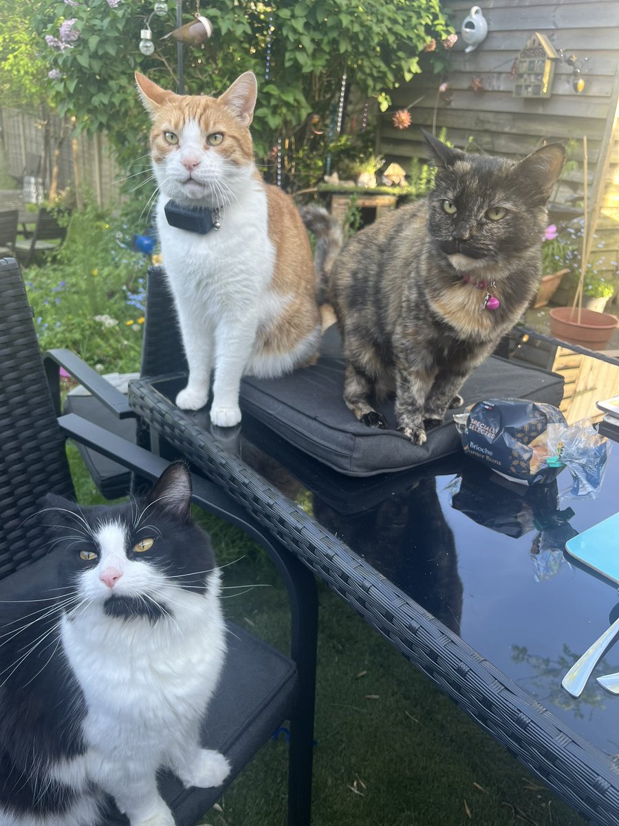 So apparently we invited 4 guests to the BBQ this afternoon!! 🤣🐈‍⬛🐈🐈‍⬛🐈‍⬛💜 Cheekies! 🐾🥰 #bbq #firstbbq2024 #finallysomeniceweather☀️ #cheekykitties #lovethem #myfurryrocks #wouldbelostwithoutthem❤️ #mybabies😍 #thespecialistkitty