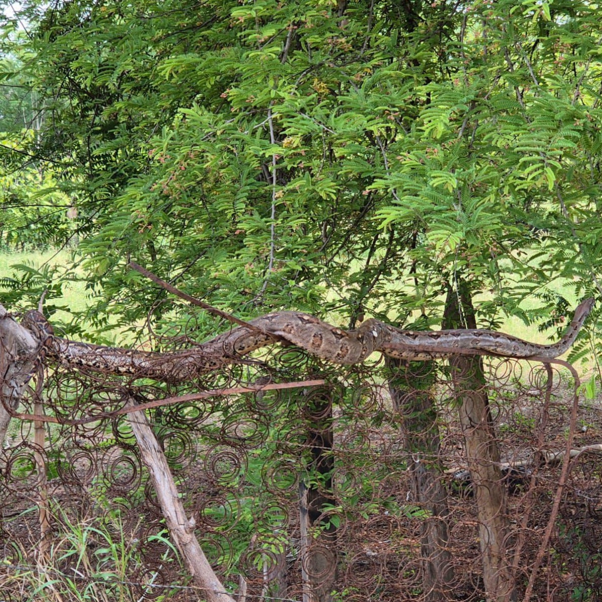 SERPIENTE A LA VISTA 🐍 #Zacapa 🇬🇹| Personal de la Dirección Regional Oriente del Consejo Nacional de Áreas Protegidas rescató y liberó un reptil de nombre científico Boa imperator, en la aldea La Fragua. ¡Una mazacuata! 🧐 #NuestroDiario, noticias como son. 🗞📱 📷: CONAP.